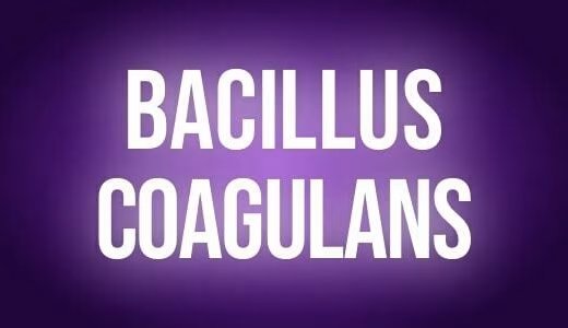Bacilus coagulans