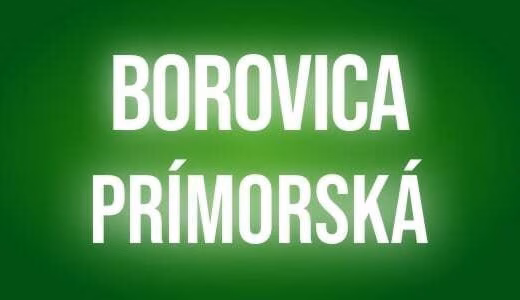 Borovica primorska