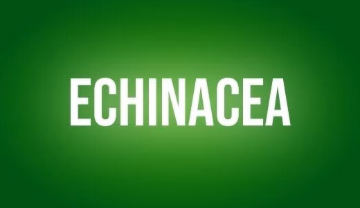 Echinacea