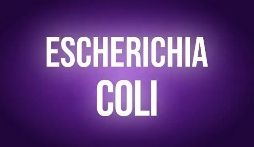 Escherichia coli