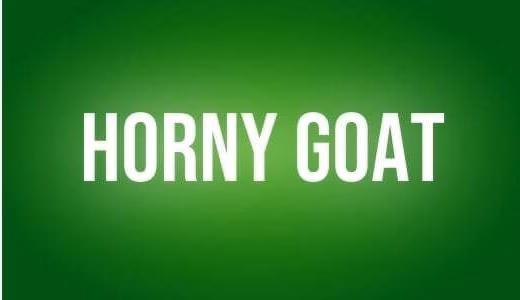 Horny goat