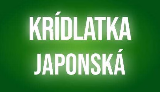 Kridlatka japonska