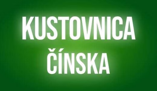 Kustovnica cinska