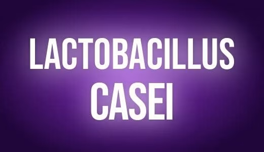 Lactobacillus casei