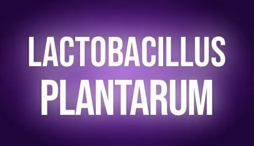 Lactobacillus plantarum
