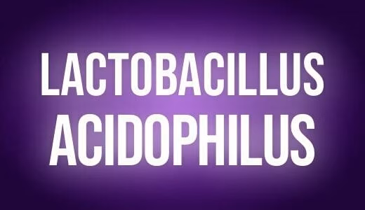 Lactobacilus acidophilus