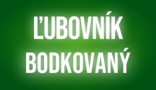 Lubovnik bodkovany