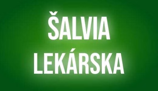 Salvia lekárska