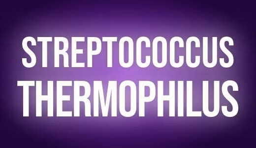 Streptococcus thermophilus