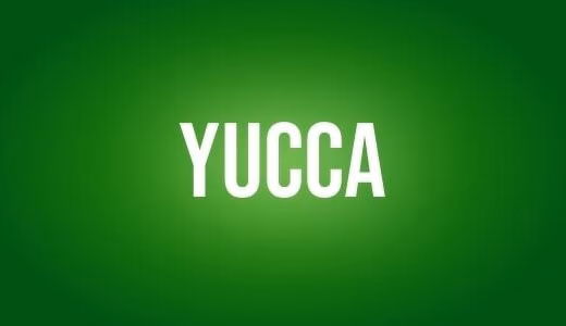 Yucca