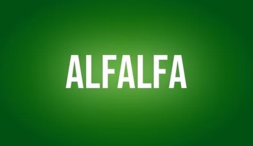 Alfalfa
