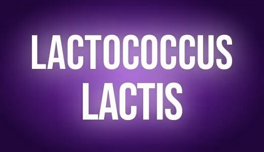 Lactococcus lactis