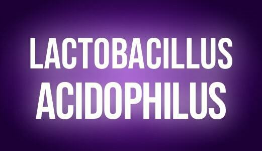 Lactobacilus acidophilus